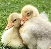 26th Apr 2024 - A Cuddle of Goslings 