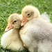 A Cuddle of Goslings 