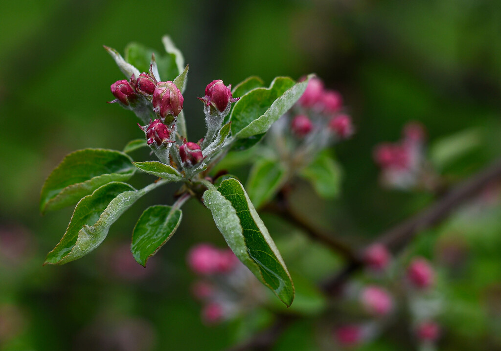Apple Blossoms by darchibald