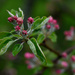 Apple Blossoms by darchibald