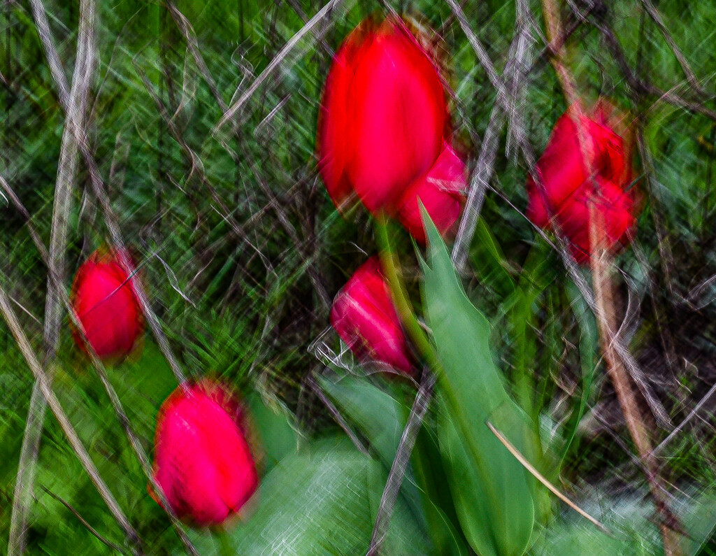 Tulips by darchibald