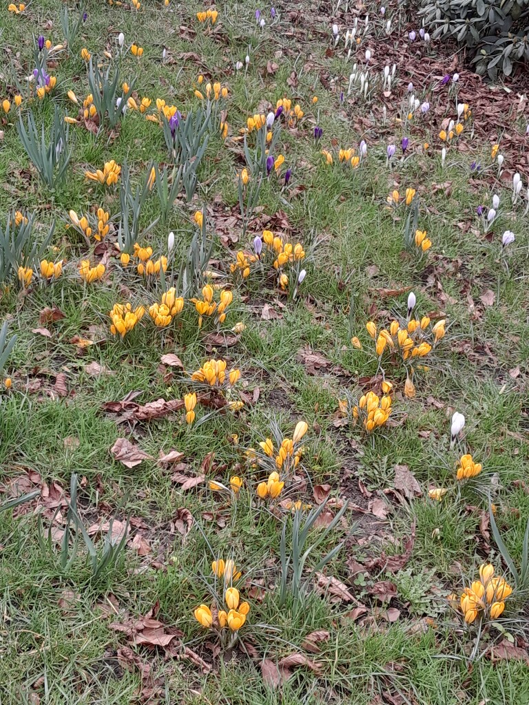 Spring is here! by elsieblack145