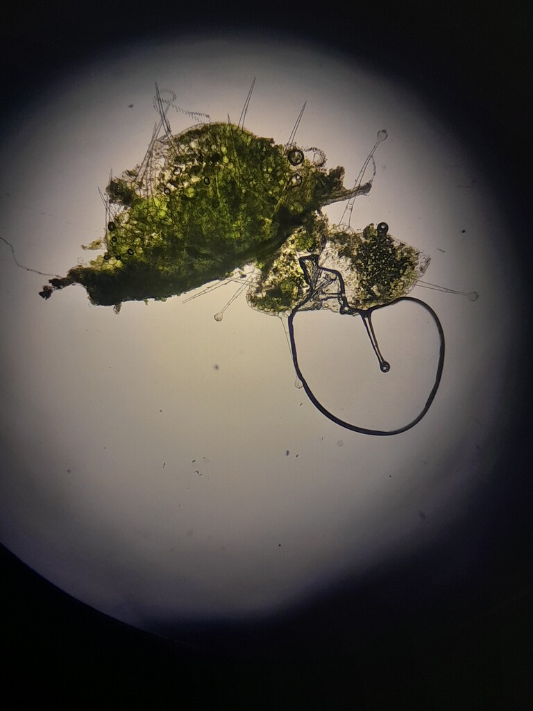 pelargonium grandiflorum in a microscope by elsieblack145