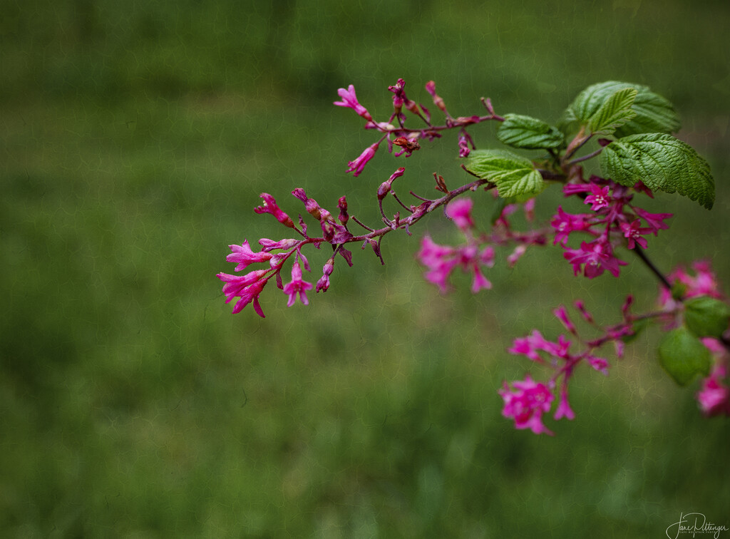 Flowering Currant  by jgpittenger