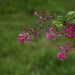 Flowering Currant 