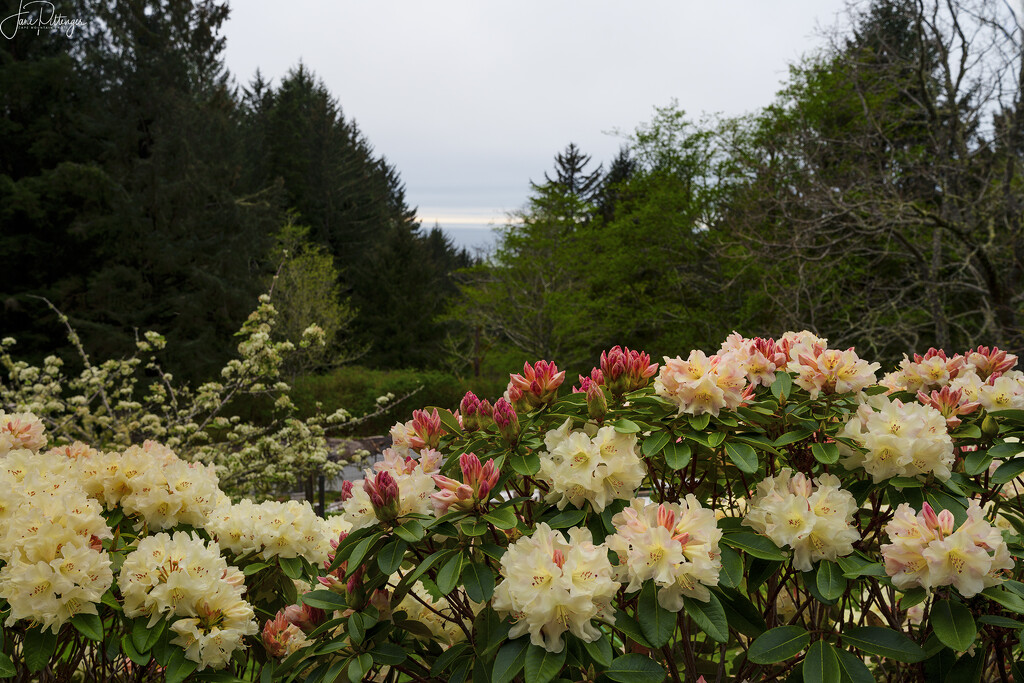 Looking Through the Rhodies to the Ocean  by jgpittenger
