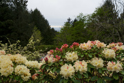 24th Apr 2024 - Looking Through the Rhodies to the Ocean 