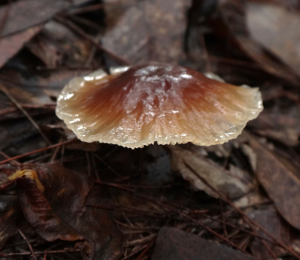 On the forest floor. And very tiny. by robz