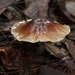 On the forest floor. And very tiny.