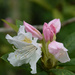 rhododendron by parisouailleurs