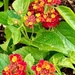 Lantana Blooms by cheridw