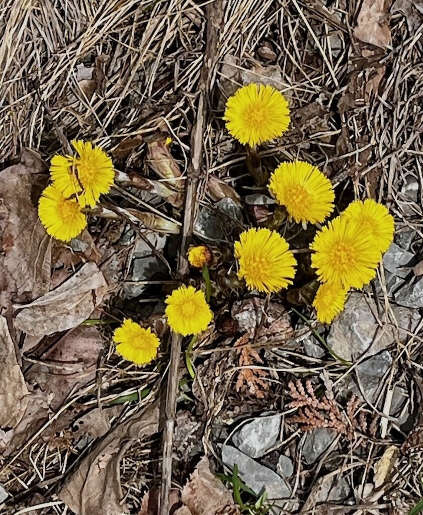 Coltsfoot by sunnygreenwood
