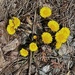 Coltsfoot by sunnygreenwood