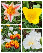 5th Apr 2024 - The many faces of the tulip