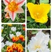The many faces of the tulip by zilli