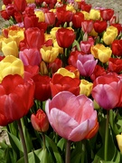 27th Apr 2024 - Tulips