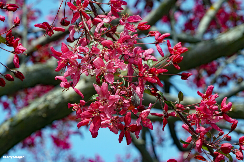Red crabapple blossom by larrysphotos