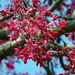 Red crabapple blossom