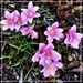  Zephyranthes candida ..rainlilly ~ by happysnaps