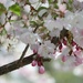 Cherry Blossoms- All