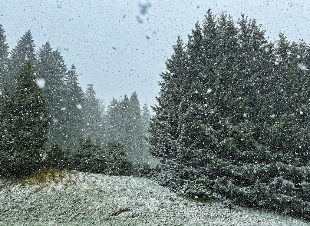 Trees under the snow.  by cocobella