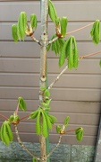 27th Apr 2024 - Spring green leaves on our Horse Chestnut tree.