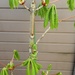 Spring green leaves on our Horse Chestnut tree.