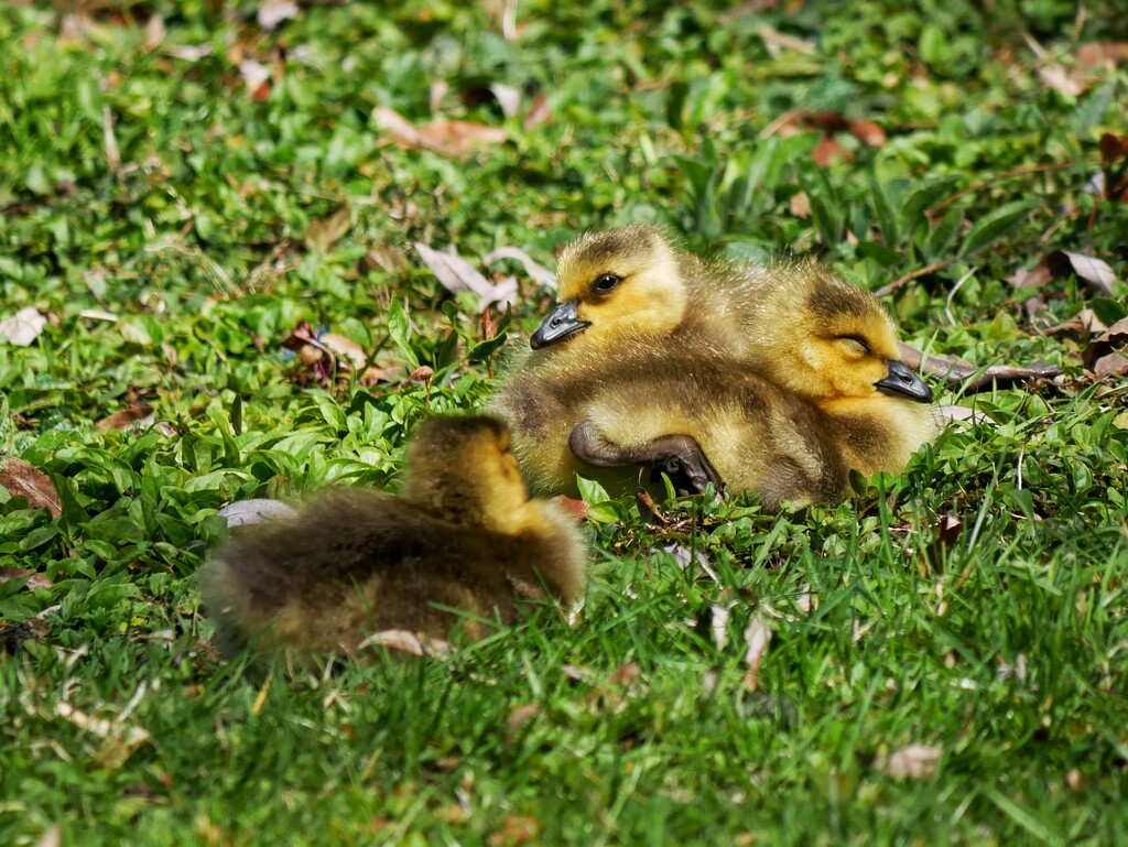 A puddle of goslings by ljmanning