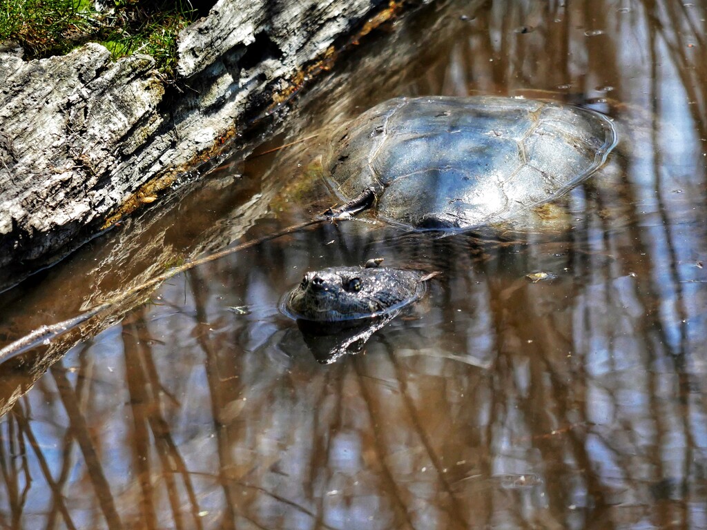 Snapping Turtle by ljmanning