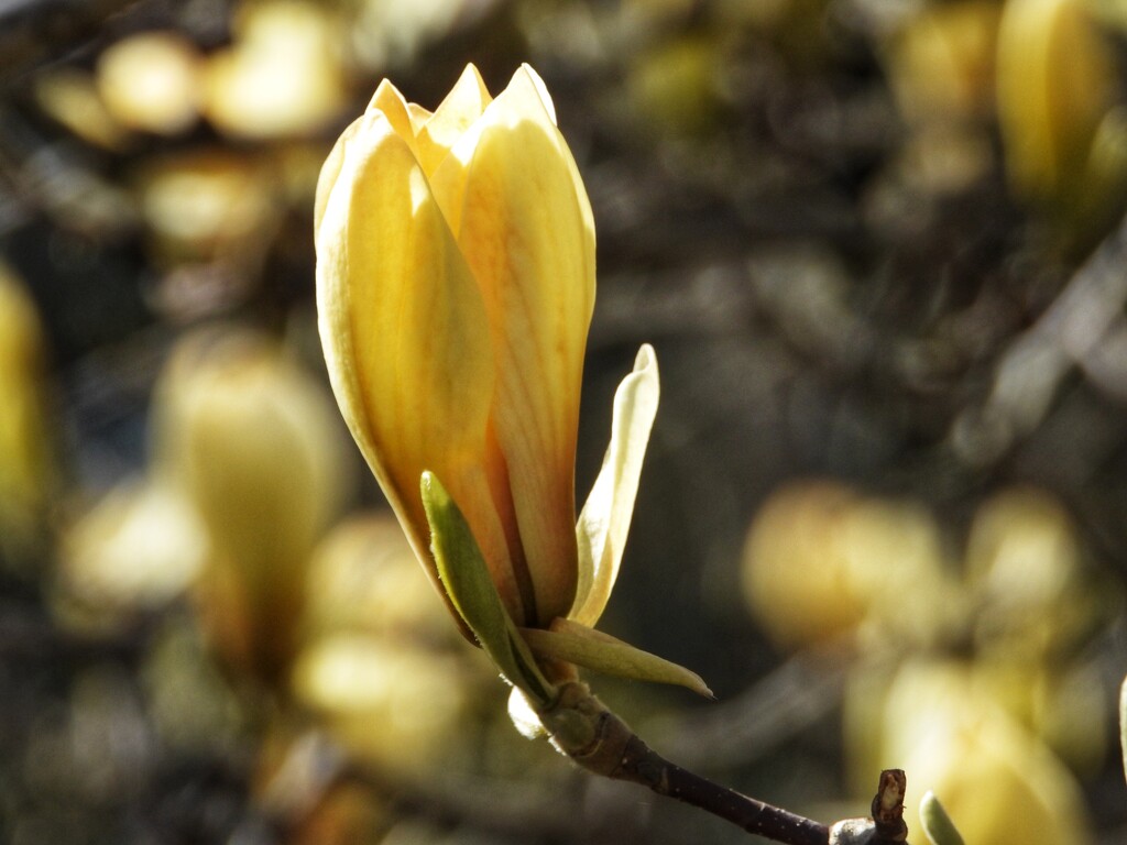 yellow magnolia by amyk