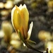 yellow magnolia