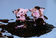 27th Apr 2024 - pigs in a mud puddle