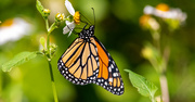 27th Apr 2024 - Monarch Butterfly!