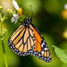 Monarch Butterfly!