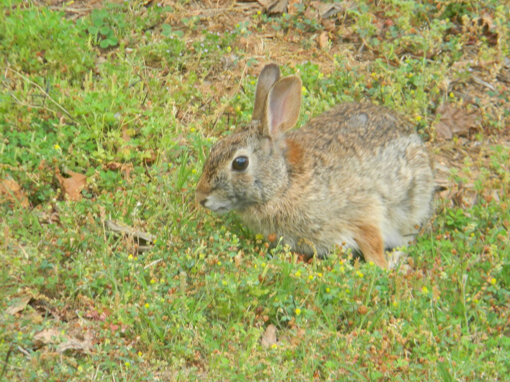 Rabbit at Church Closeup  by sfeldphotos