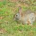 Rabbit at Church Closeup 