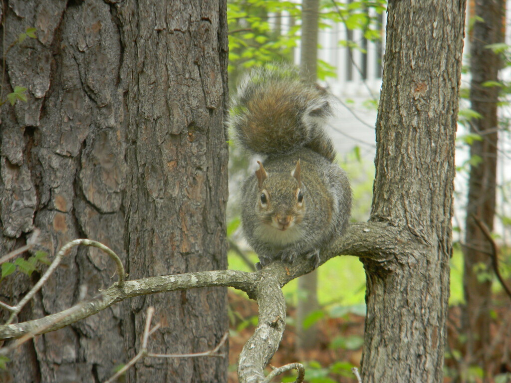 Squirrel in Tree by sfeldphotos