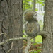 Squirrel in Tree by sfeldphotos