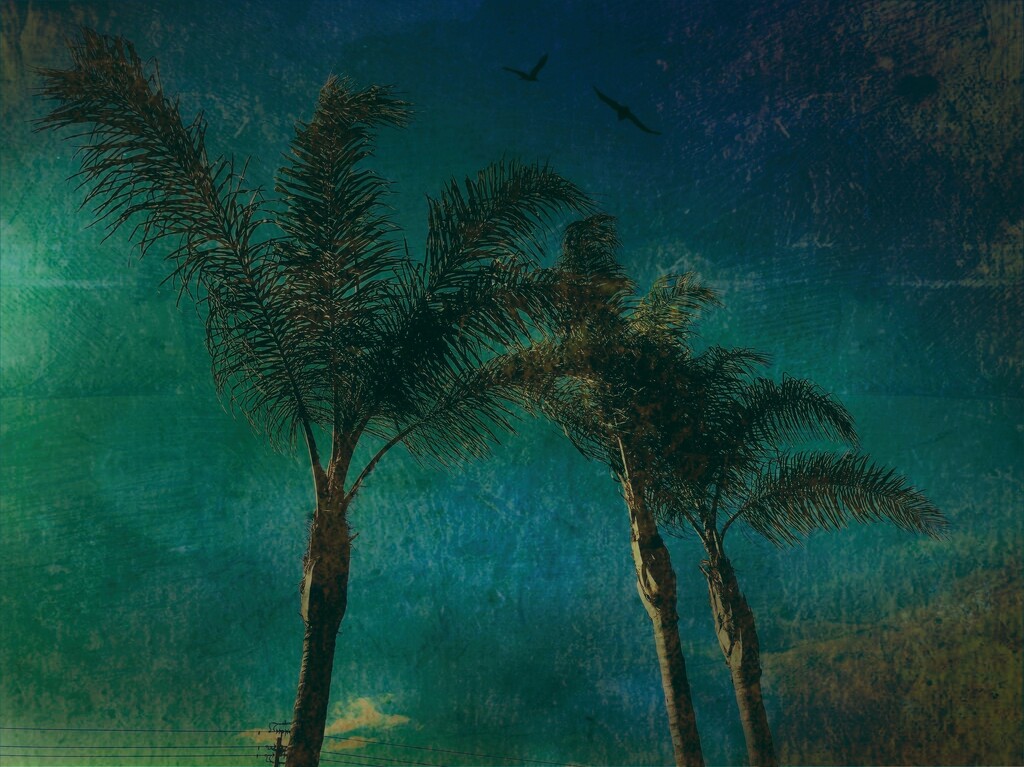 Palms by joysfocus