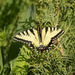 swallowtail by aecasey