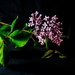 Dwarf Korean Lilac by allsop