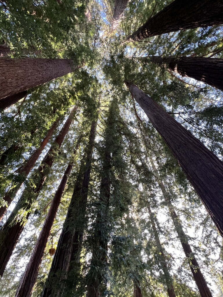 Redwood grove on campus  by shookchung