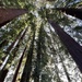 Redwood grove on campus 