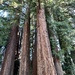 Redwood grove on campus 