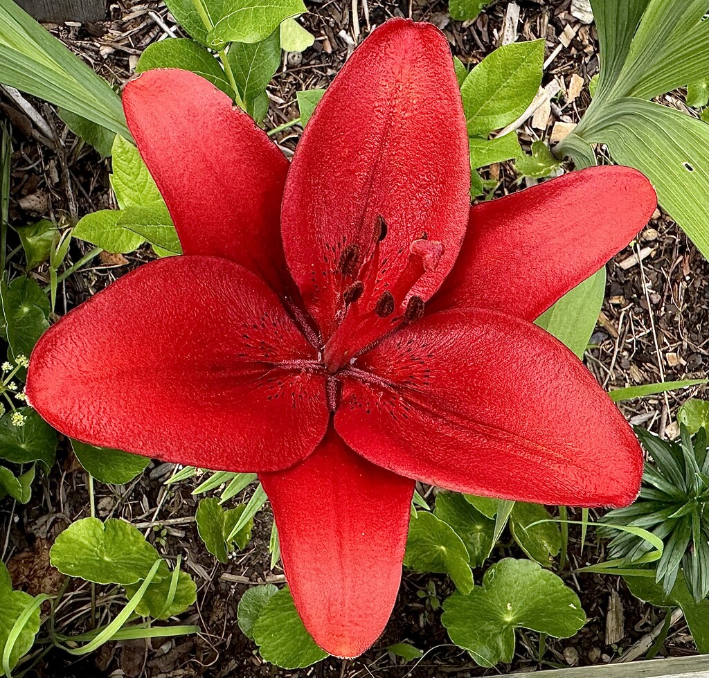 Siberian Lily, also known as Candlestick Lily  by congaree