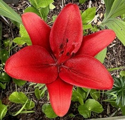 27th Apr 2024 - Siberian Lily, also known as Candlestick Lily 