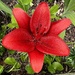 Siberian Lily, also known as Candlestick Lily 