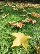 28th Apr 2024 - Autumn is coming, leaf by leaf
