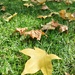 Autumn is coming, leaf by leaf by mdry