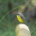 Yellow sunshine brings out yellow robin!